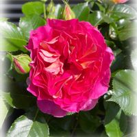 花のある暮らし,GSのみなさんに感謝♡,バラを楽しむ,バラのある暮らし,ばら バラ 薔薇の画像