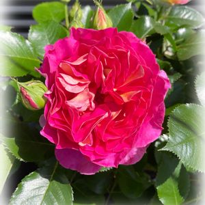 花のある暮らし,GSのみなさんに感謝♡,バラを楽しむ,バラのある暮らし,ばら バラ 薔薇の画像