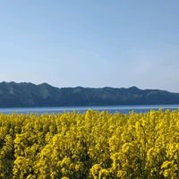 菜の花,アブラナ,おでかけ先,田沢湖,湖の風景の画像