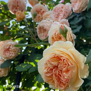 ばら バラ 薔薇,バラクラウンプリンセスマルガリータ,デビットオースチン,2024バラの祭典,小さな庭の画像