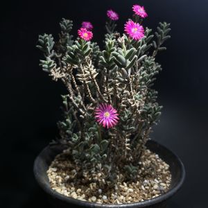 トリコディアデマ,小さな花,ピンク,開花中, トリコディアデマ属の画像