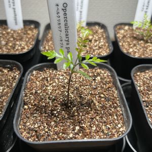 オペルクリカリア・パキプス,塊根植物,実生,実生記録,実生チャレンジの画像