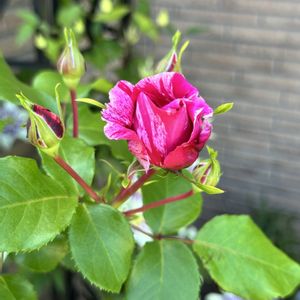 バラ,バラ,薔薇,バラ フランボワーズバニーユ,鉢植えの画像