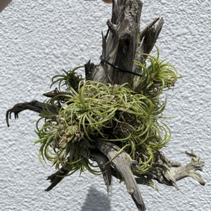 チランジア,ブロメリア,チランジア属,着生植物,着生の画像