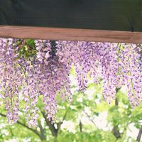 フジ,フジ,薄紫色の花,青い花マニア,新潟県立植物園の画像