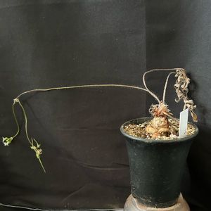 多肉植物,観葉植物,塊根植物,コーデックス,ペラルゴニウム属の画像