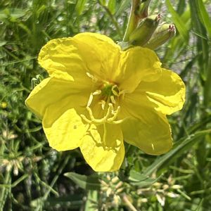 メマツヨイグサ,iPhone撮影,ホッコリ,黄色の花,小さな畑の画像