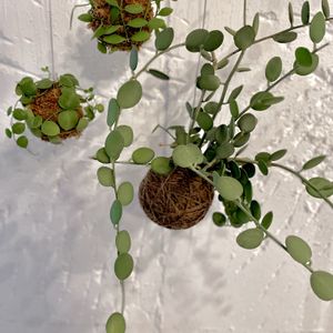 グリーンドラム,緑の太鼓,ディスキディア ヌンムラリア,ディスキディア インブリカータ,多肉植物の画像
