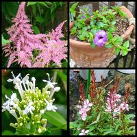 鉢植え,地植え,花のある暮らし,小さい花壇,アスチルベ ピンクの画像