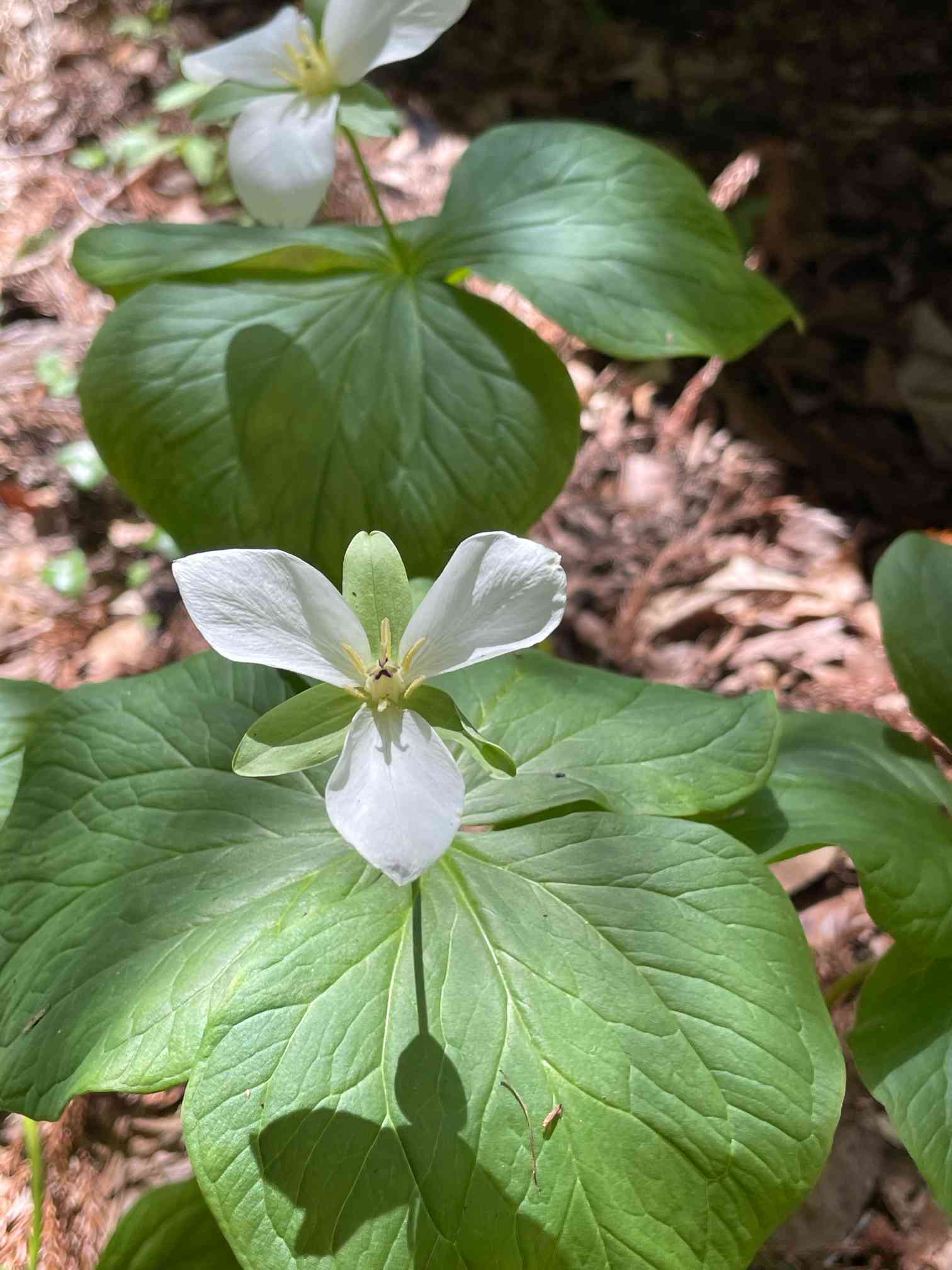 つどいの里 八ヶ岳山野草園へ｜🍀GreenSnap（グリーンスナップ）