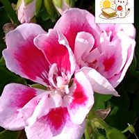 ゼラニウム,ピンクの花,家庭園芸,ゼラニウムの栽培,プラ鉢で栽培の画像