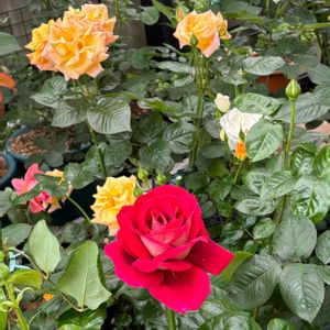 バラ 鉢植え,バラを楽しむ,バラのある暮らし,小さな庭の画像