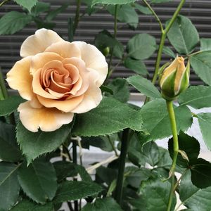 バラ,薔薇,バラ エバンタイユ・ドール,切り花,小さな庭の画像