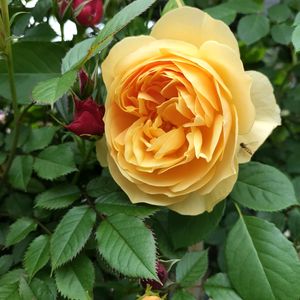 バラ,薔薇,グラハム トーマス,切り花,小さな庭の画像