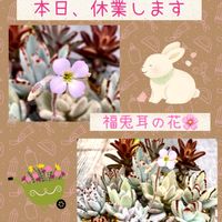 福兎耳,多肉植物,聖蹟桜ヶ丘,自宅無人販売の画像