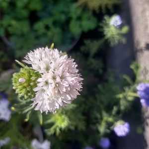 ギリア・レプタンサ,ギリア・レプタンサ,種まき,花のある暮らし,癒しの植物の画像