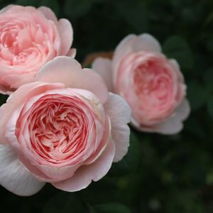 ナチュラルガーデン,薔薇♪,イングリッシュガーデン,ロザリアン,バラ・オールドローズの画像
