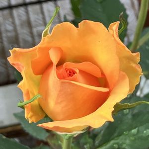 ミニバラ コルダナ,鉢植え,ガーデニング,バラ 鉢植え,ミニ薔薇の画像