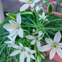 オーニソガラム,オオアマナ,オオアマナ（オーニソガラム ウンベラタム）,白い花,今日の花の画像