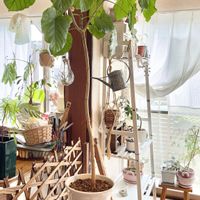 ウンベラータ,観葉植物,インテリアグリーン,観葉植物のある暮らしの画像