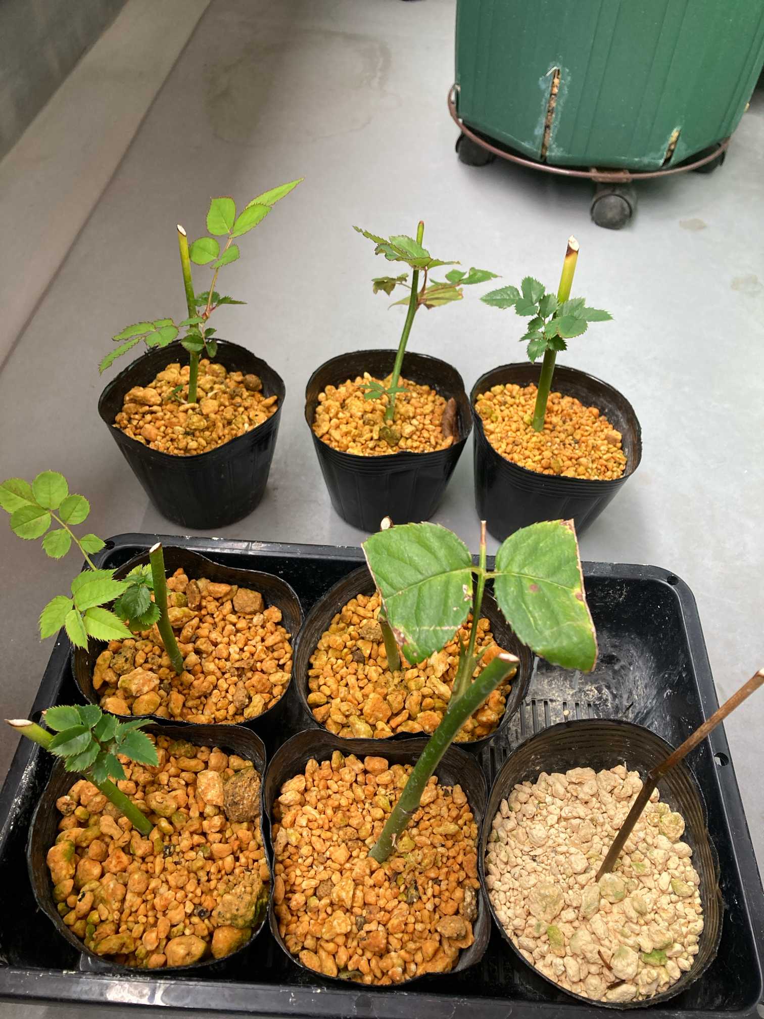 切り花から挿し木｜🍀GreenSnap（グリーンスナップ）