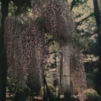 フジ,フジ,ヒマラヤ杉,躑躅,ふじの画像