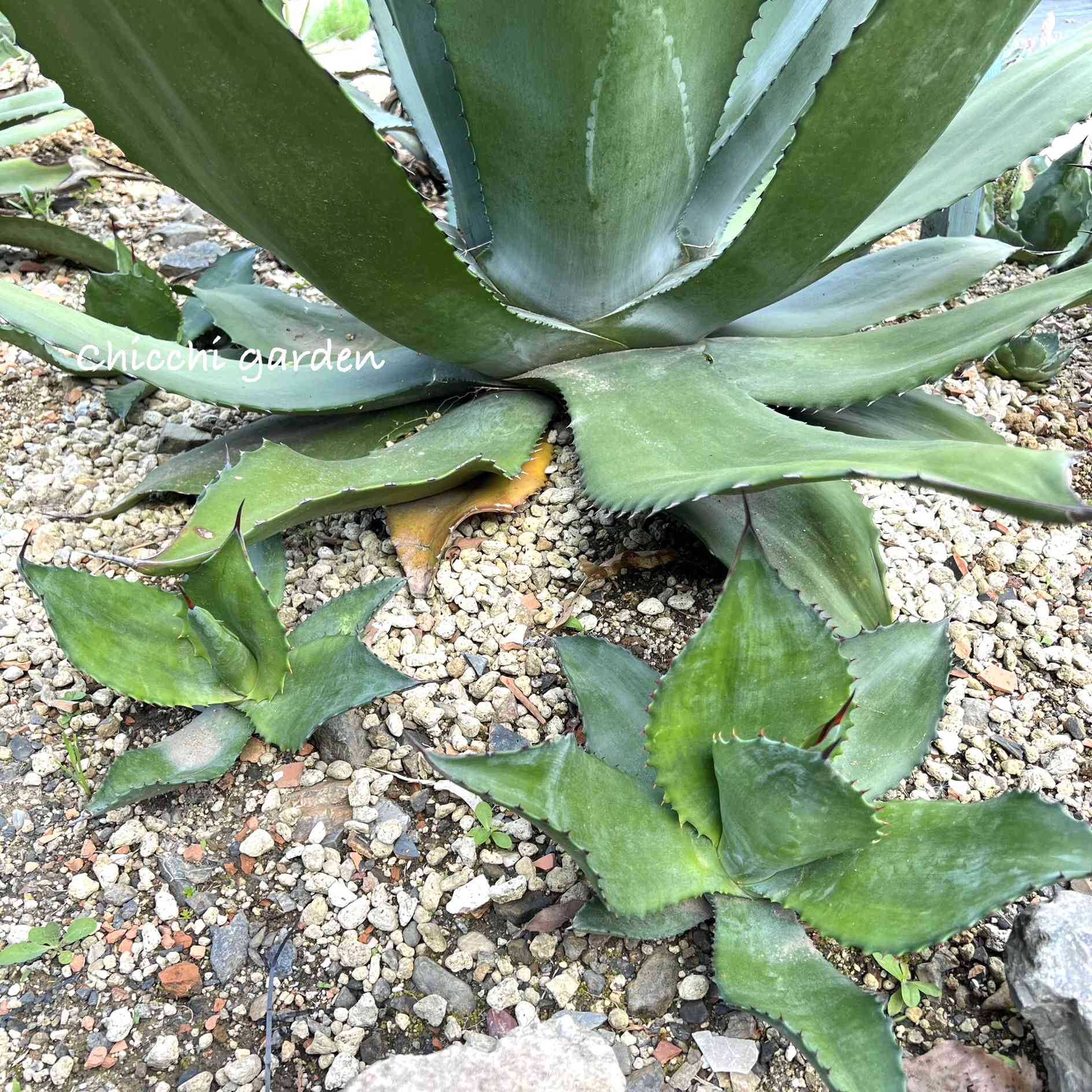 アガベ ブルーベルジャイアント プロトアメリカーナ ベルビル×プロト