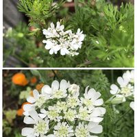 パクチー,パクチー,オルラヤ・グランディフローラ,オルラヤ・グランディフローラ,白い花の画像