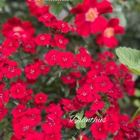ナデシコ,ドルトムント,赤い花,ガーデニング,花が好きの画像