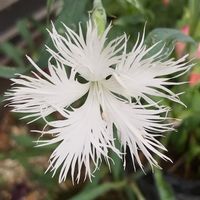 カワラナデシコ,カワラナデシコ,かわいい,白い花,癒しの画像