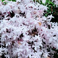 ハゴロモジャスミン,つる性植物,小花,白・しろ・ホワイト,小さな庭の画像