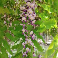 フジ,今日のお花,出雲大社にて,ゴスるん花,ゴスるん今日のお花の画像