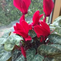 シクラメン,ポピー,かわいい,赤い花,ガーデニングの画像