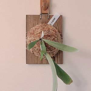 ビカクシダ コスモ,観葉植物,シダ植物,板付け, コウモリラン の画像