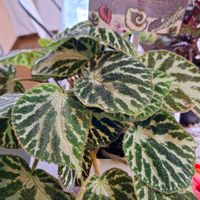 ベゴニア,レックスベゴニア,レックスべゴニア,ベゴニア シルバージュエル,ベゴニア シルバージュエルの画像