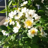 ノイバラ,トゲトゲ,今が盛り,白い花♡の画像