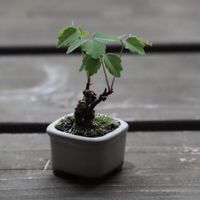 アケビ,盆栽,ミニ盆栽,古木,bonsaiの画像