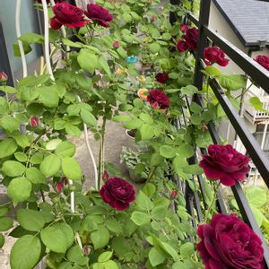 つるバラ...,薔薇,スヴェニール・ドゥ・ドクタージャーメイン,バラ 鉢植え,バラのある暮らしの画像