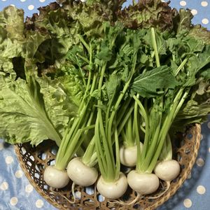 サニーレタス,小かぶ,自家製野菜,山田ファームの画像