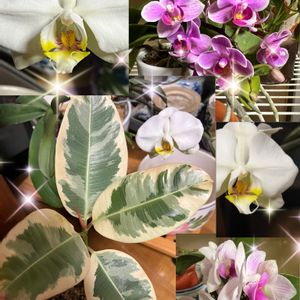 胡蝶蘭,ミニ胡蝶蘭,ゴムの木　フィカスティネケ,観葉植物,花のある暮らしの画像