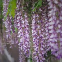 フジ,藤の花,お花,薄紫色,過去picの画像