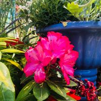 シャクナゲの画像