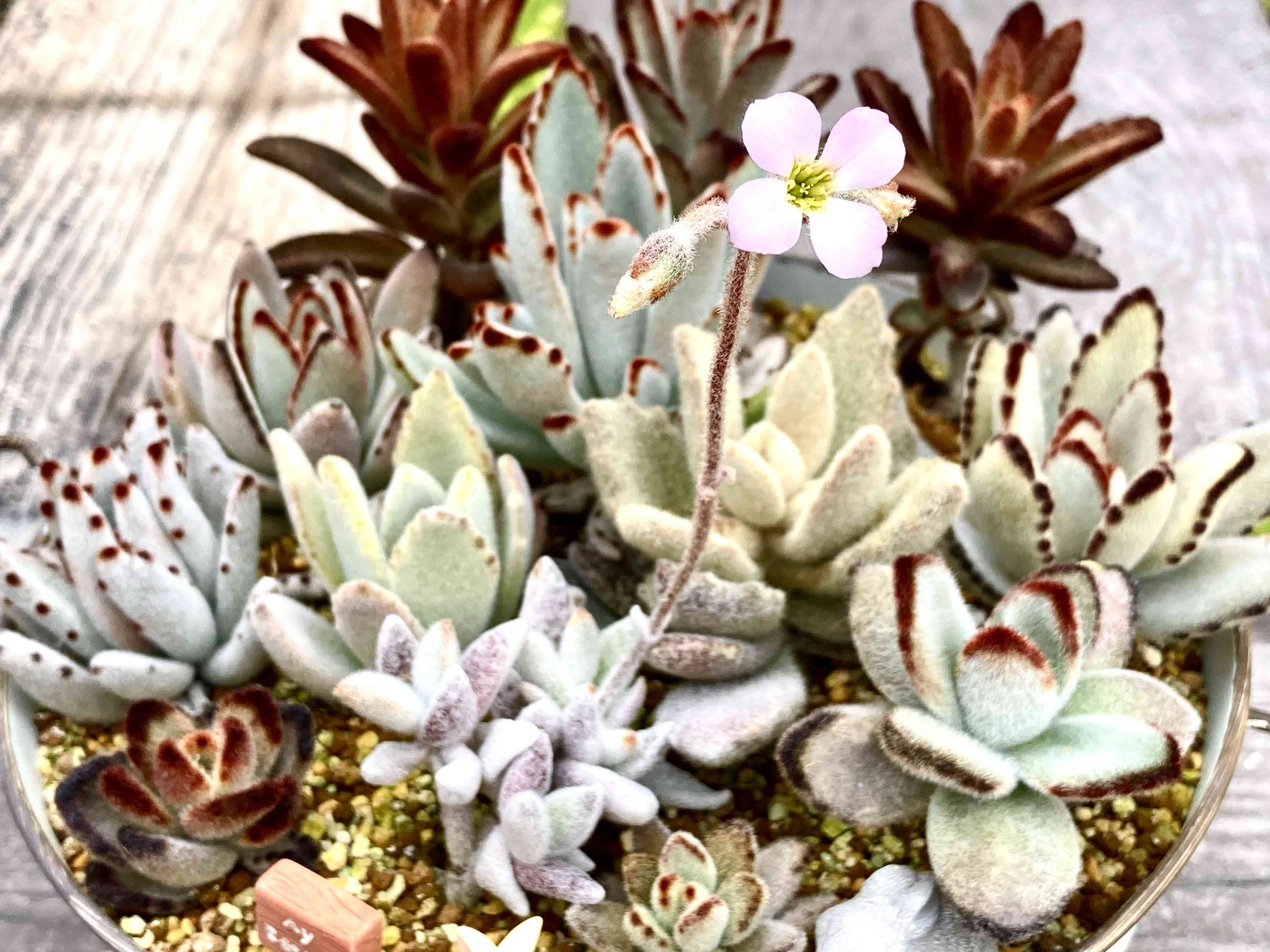 多肉植物の投稿画像 by はなずきんさん｜福兎耳とうさぎまみれ丼とはな