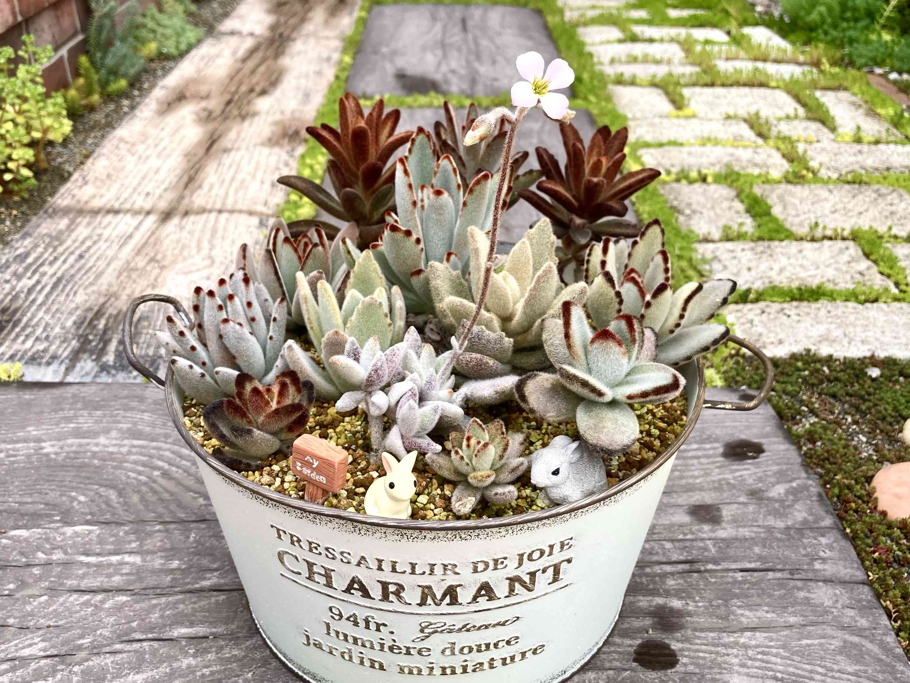 多肉植物の投稿画像 by はなずきんさん｜福兎耳とうさぎまみれ丼とはな