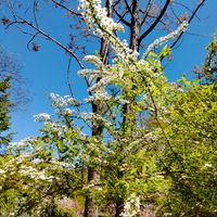 ユキヤナギ,花筏,春の花,雪柳,白い花の画像