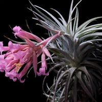 チランジア,チランジア スークレイ,Tillandsia sucrei,エアプランツ,観葉植物の画像