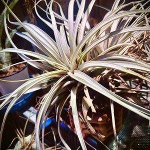 エアプランツ,チランジア属,室内,ブロメリア科,植物のある暮らしの画像