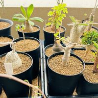 ボスウェリア・ネグレクタ,多肉植物,観葉植物,塊根植物,ベランダガーデンの画像