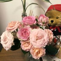 スプレーバラ ミスティックサラ,鉢植え,癒し,花のある暮らし,ばら バラ 薔薇の画像