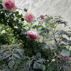 ガーデニング,白い花,シェードガーデン,放置栽培,濃いピンク色の画像